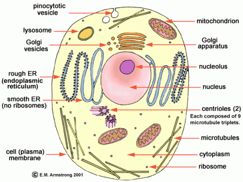 Animal Cell Golgi Apparatus. Animal Cell